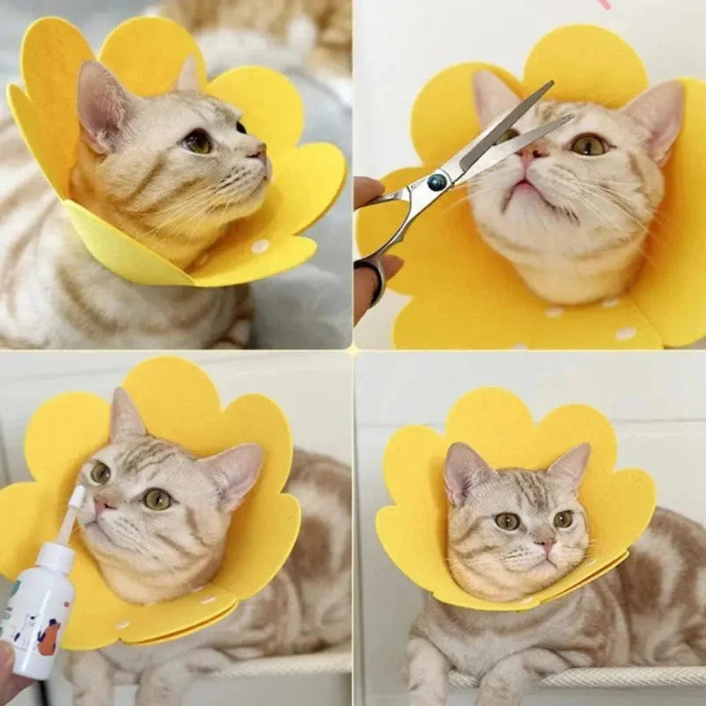 Collier Élisabéthain chat