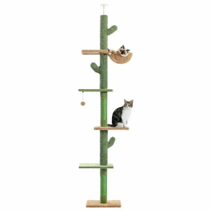Arbre à chat cactus
