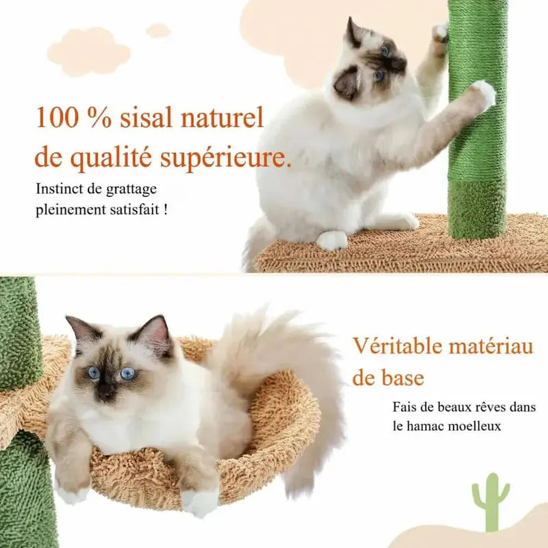 Arbre à chat cactus
