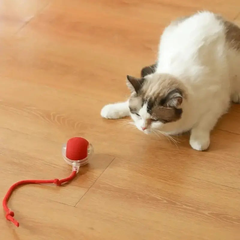 Balle magique pour chat