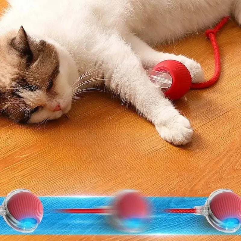 Balle magique pour chat