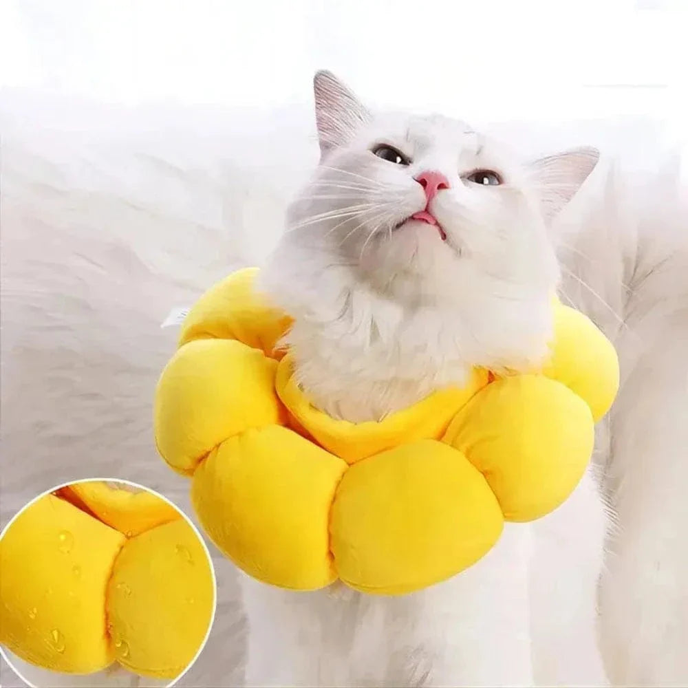 Collerette fleur chat