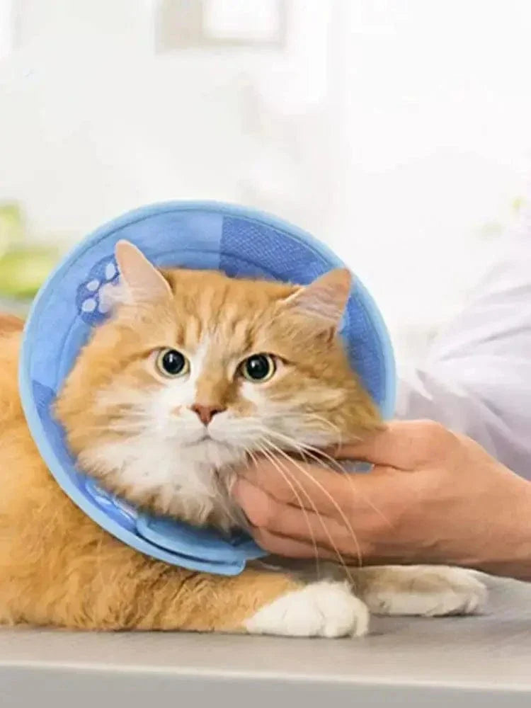 Collier anti-léchage chat