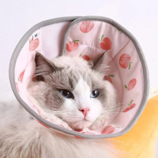 Collier récupération chat - Protection post-op | FéliCare