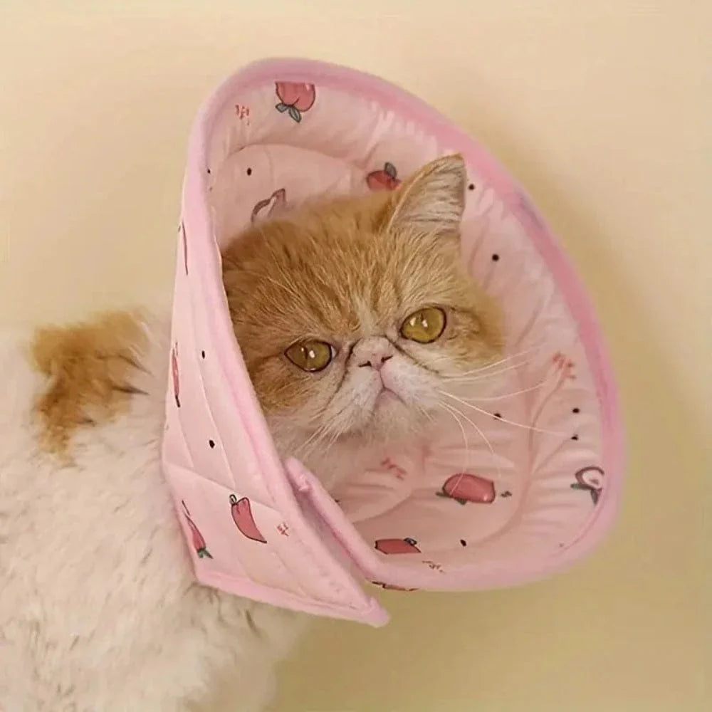 Collier récupération chat