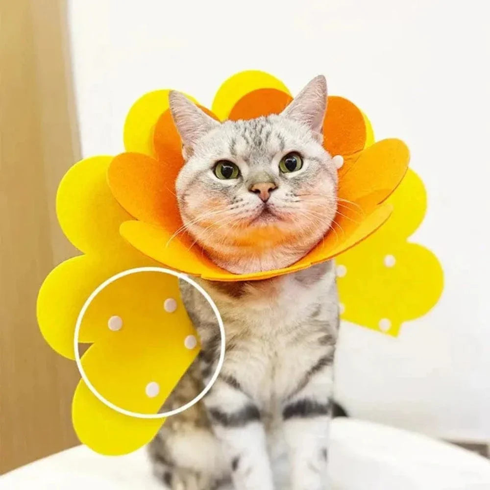 Collier Élisabéthain chat
