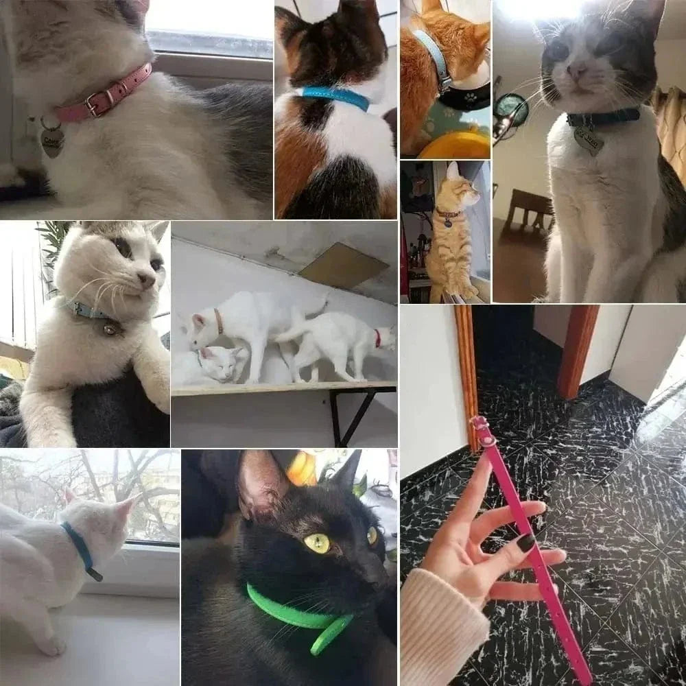 Collier cuir pour chat