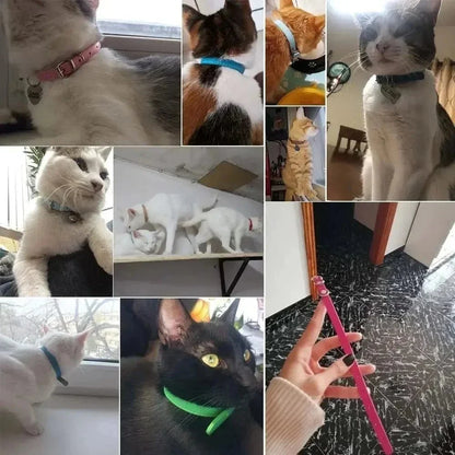 Collier cuir pour chat
