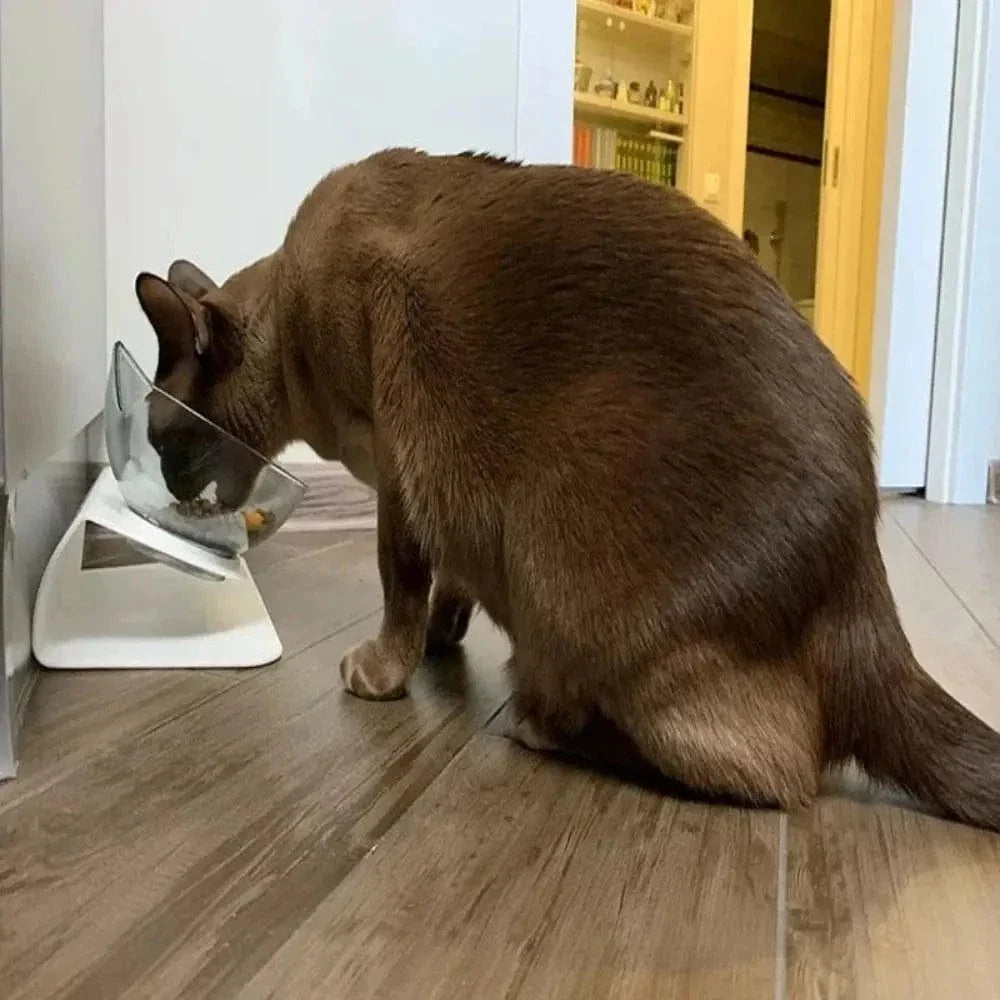 Gamelle inclinée pour chat