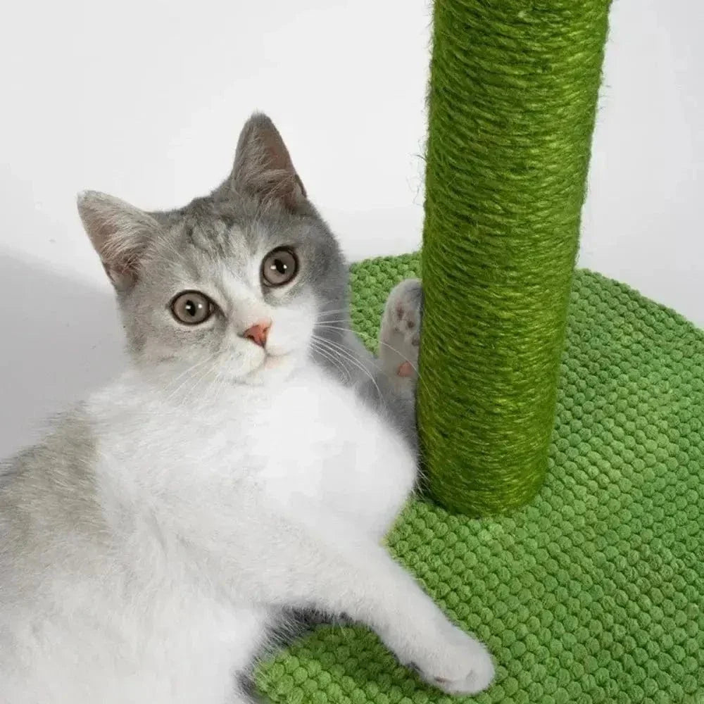 Griffoir chat cactus