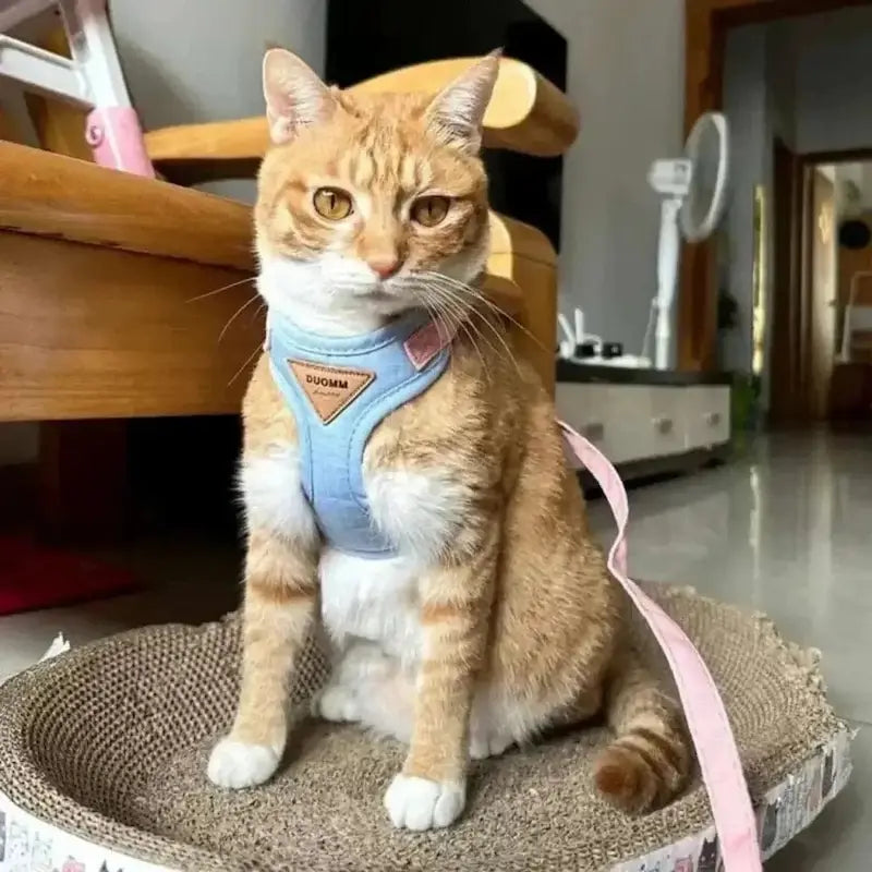 Harnais chat Duomm