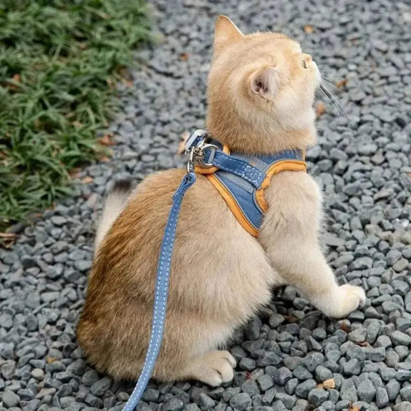 Harnais chat anti-fugue