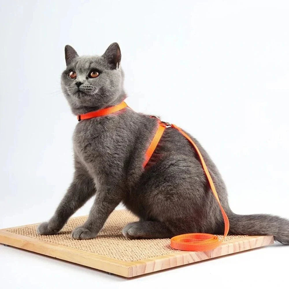 Harnais laisse chaton