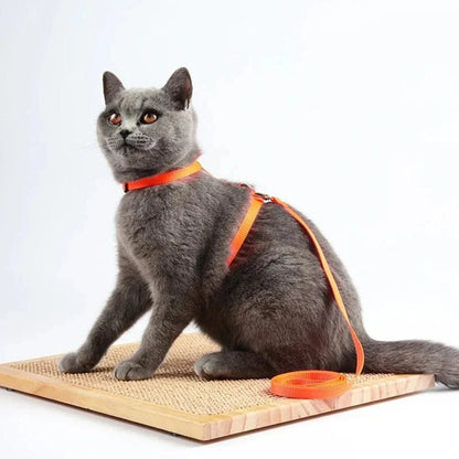 Harnais laisse chaton