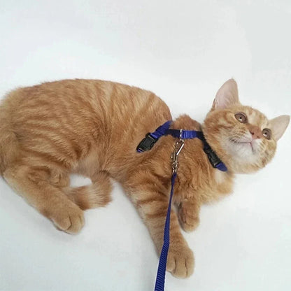 Harnais laisse chaton