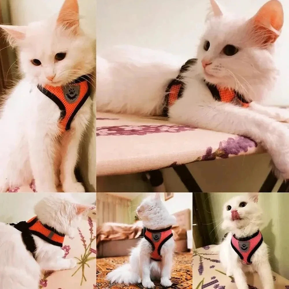 Harnais réfléchissant chat