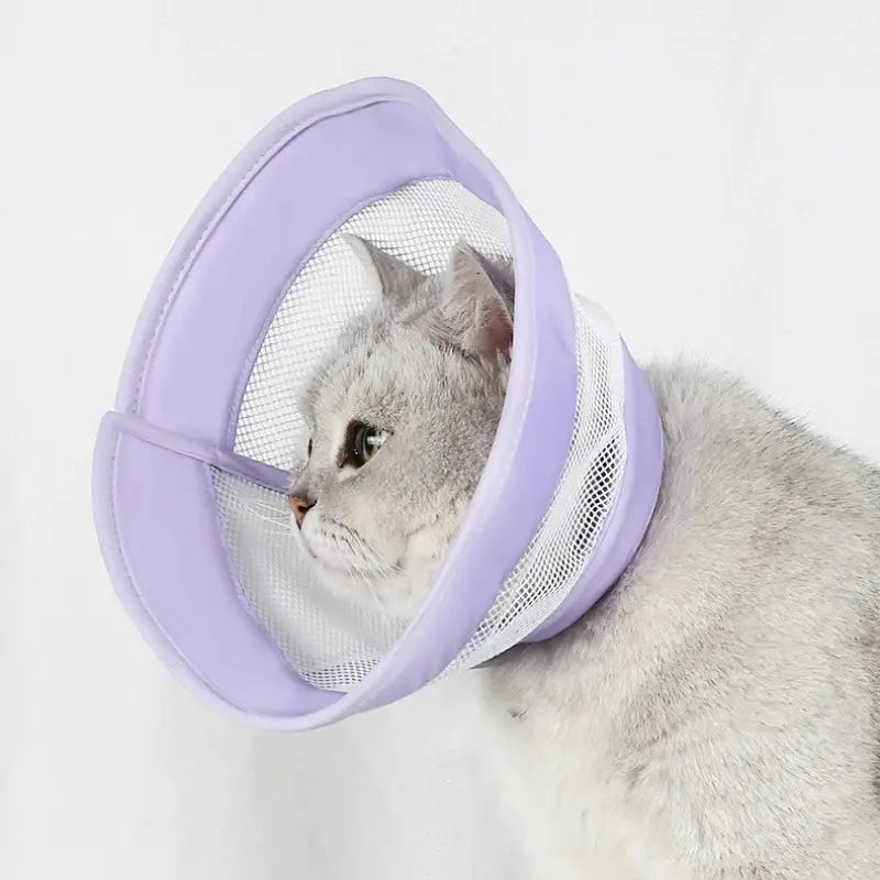 Collerette anti-rayures chat - Confort & hygiène | Pawlyss