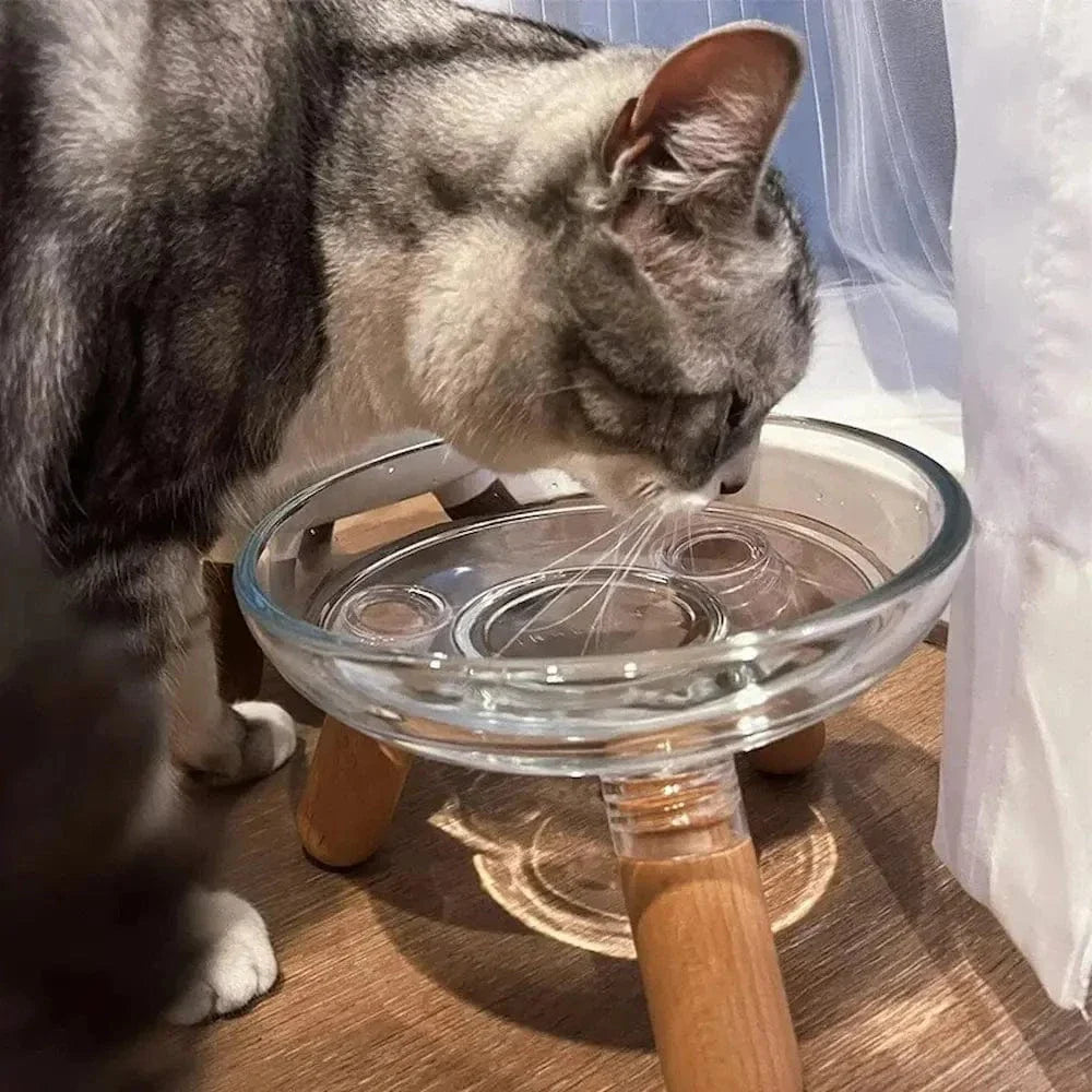 Gamelle en verre pour chat
