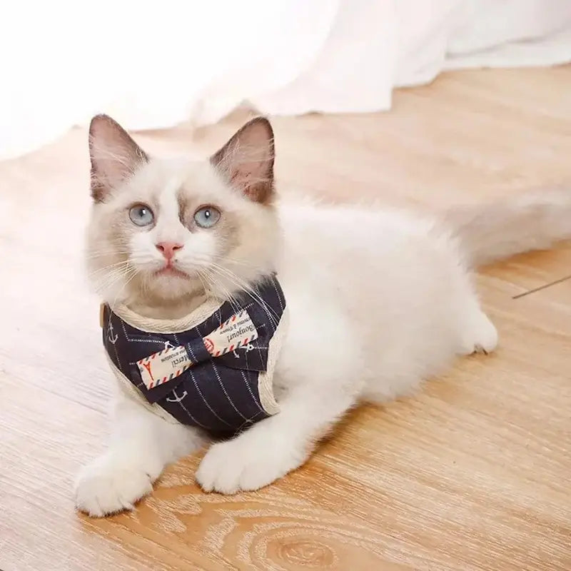Harnais chat nœud papillon