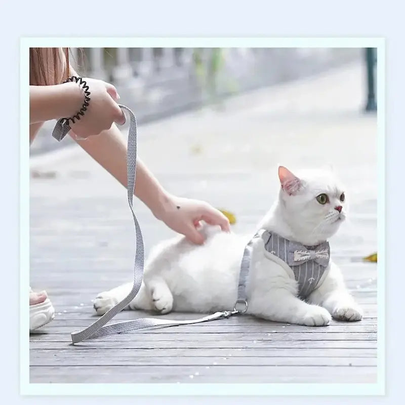 Harnais chat nœud papillon
