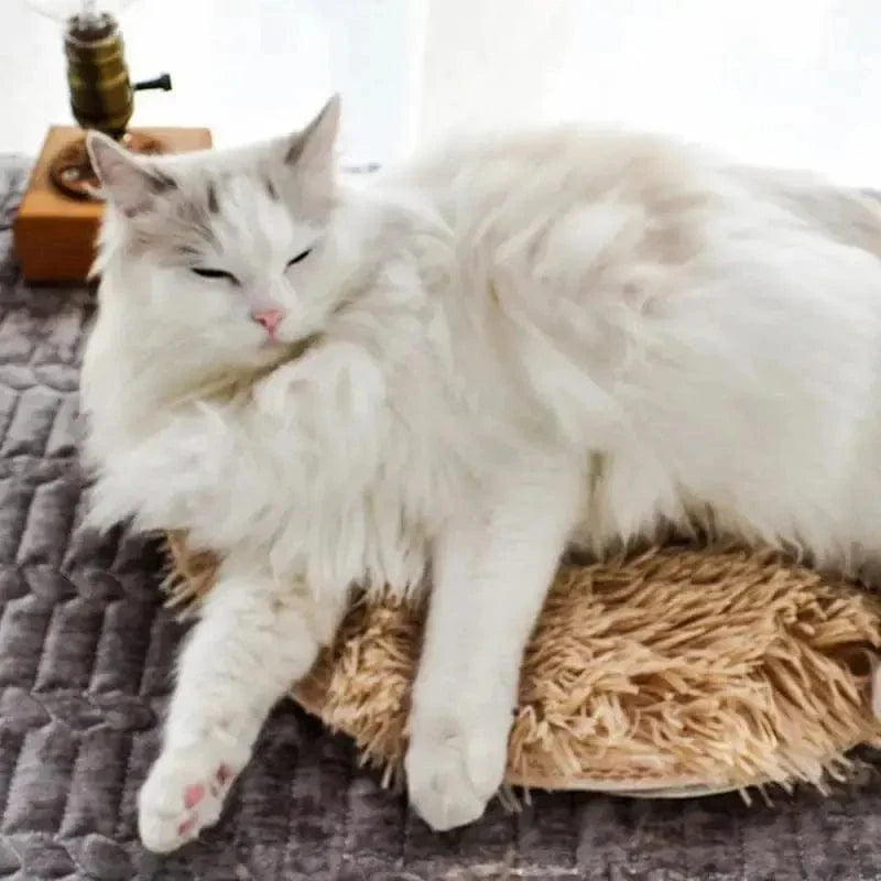 Coussin chauffant pour chat