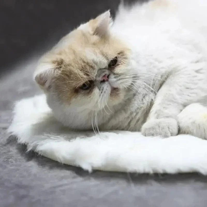 Coussin chauffant pour chat
