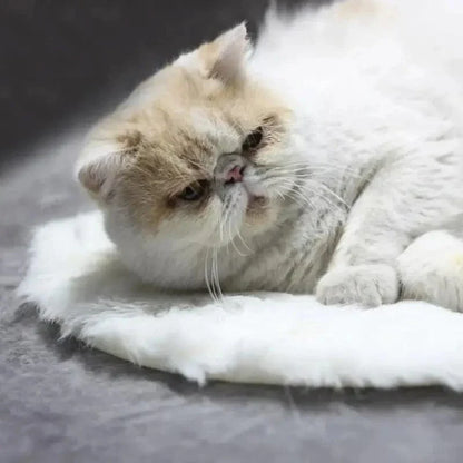 Coussin chauffant pour chat